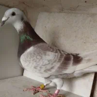 کبوتر مسافتی شجره دار