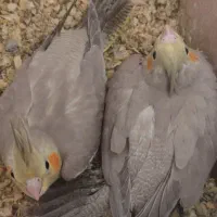 جوجه عروس هلندی