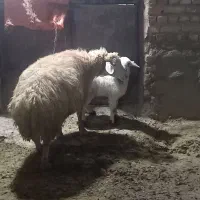 میش بره دار