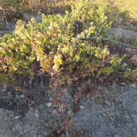 باغ انگور دیم