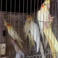 عروس هلندی|پرنده|ارومیه, |دیوار