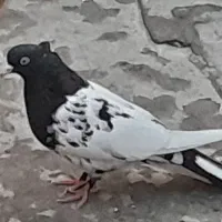 کبوتر رنگی غریب گیری