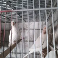 جوجه عروس هلندی سرلاکی ودونخور وجوجه گرینچیک