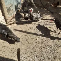 بقلمون