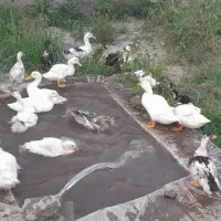 اوردک بگ بگی