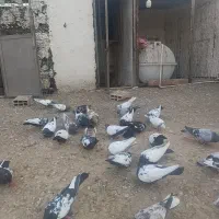 کبوتر همه رفم|پرنده|پاکدشت, خاتون آباد|دیوار