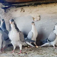 بدرنگ|پرنده|شهرضا, |دیوار