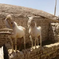 کره|حیوانات مزرعه|بردسیر, |دیوار
