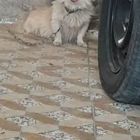 سگ روباهی پامیران