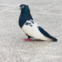 سینه سیاه کبوتر|پرنده|اهواز, کیان اباد|دیوار