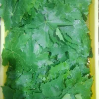 برگ،مو انگوری برای دلمه