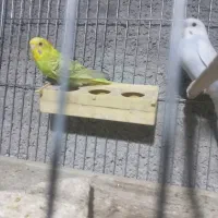 فروش مرغعشق|پرنده|داراب, |دیوار