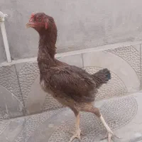 مرغ|حیوانات مزرعه|ارومیه, |دیوار
