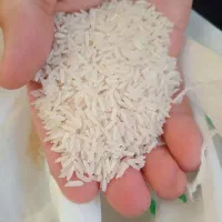 فروش برنج هاشمی طارم مستقیم از کشاورز