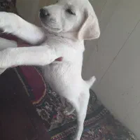 سگ پیتبول واگذاری|سگ|دزفول, |دیوار