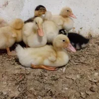 جوجه اردک یک ماهه و جوجه گلپایگانی 15 روزه