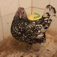 مرغ|حیوانات مزرعه|سبزوار, هویزه|دیوار