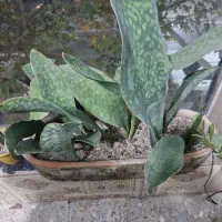 گل مطب رستوران دفاتر ادارات