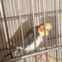 عروس هلندی مولد با جوجه