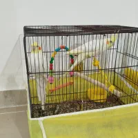 عروس هلندی