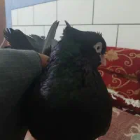 کبوتر چند جفت سیاه آبادانی و طوقی آجری