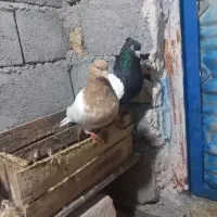 کبوتر سینه. کله زرد