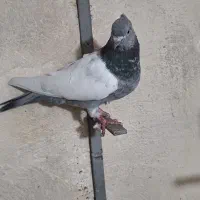 2عددماده تازه بندخشک کرده سینه سبز رنگ یتیکه عالی
