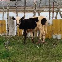 گوساله ماده 15عدد