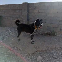 قدرجونی ۱۵ماهه|سگ|سده (خراسان جنوبی), |دیوار