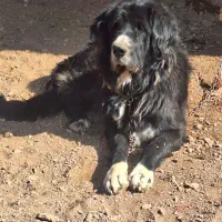 سگ گله