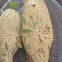 عسل وحشی|خوردنی و آشامیدنی|فیروزآباد (فارس), |دیوار