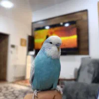 مرغ عشق اینگلیسی