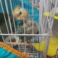 عروس هلندی|پرنده|ماهان, |دیوار