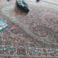 جفت فرش هفتصد شانه