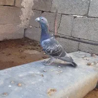 کرز کمیاب نر|پرنده|خرم‌آباد, |دیوار