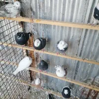 کفتر|پرنده|تهران, بلورسازی|دیوار