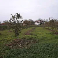 باغ با درختان 4 ساله سپیدان هماشهر دهبید