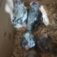 جوجه عروس سرلاکی|پرنده|کوچصفهان, |دیوار