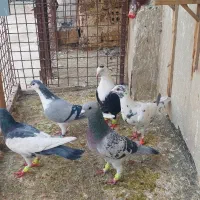 کفتر صید قلدر پرشی رنگه جوجه ساده یهودی جفتگاه کلا