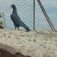 گلی نر عطیقه و ماده کلاغ خوشکل|پرنده|رفسنجان, |دیوار