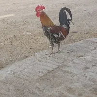 مرغ و خروس