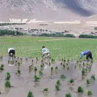 برنج کاری