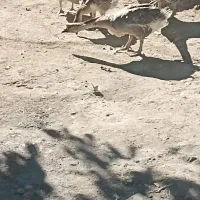 چهار عدد قاز|حیوانات مزرعه|صومای برادوست, |دیوار