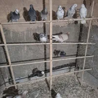 کفتر|پرنده|قرچک, شهرک الحدید|دیوار