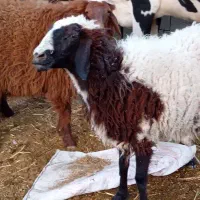 گوسفند ماده وبز نر|حیوانات مزرعه|چمران, |دیوار