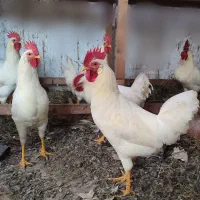 فروش تعدادی خروس سفید|حیوانات مزرعه|تالش, جوکندان|دیوار