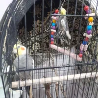 فروش ۲ جفت بالغ روی تخم و یک نر لوتینو|پرنده|مشهد, بهمن|دیوار