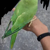 طوطی