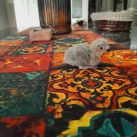 جوجه کوتوله سرلاکی|پرنده|مشهد, چهارچشمه|دیوار