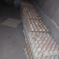 تخم مرغ محلی